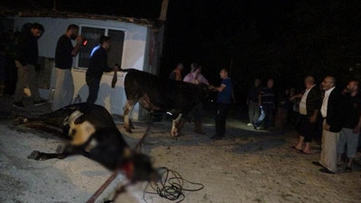 Satılan 10 kurbanlık ahırda öldü