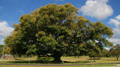 Yetkili isim uyardı. İncir ağaçlarındaki büyük tehlike