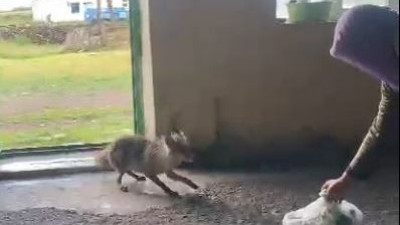 Karslı vatandaş tilkiyi her gün elleriyle besliyor