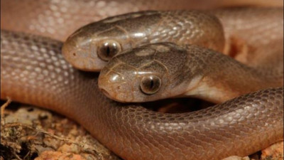 Durban Şehri'nde bahçeye giren çift başlı yılan korku saçtı