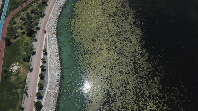 Yine yeşillendi İzmir sahili! Telefonu çalan uzmanlar sahile koştu