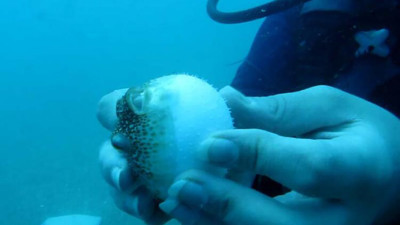 ‘Yamyam balık’ geri döndü! Balıkçıların korkulu rüyası…