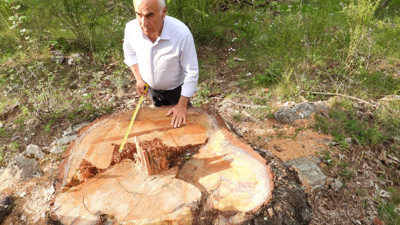 AKP’li vekil, anıt ağaç katliamına tepki gösterdi: 500 ila 1200 yaşlarındaydılar!