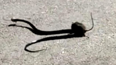 Fare ile yılanın müthiş kapışması