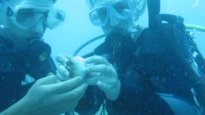 Balon balıklarının ‘şirinler’ sürüsü kıyıyı işgal etti