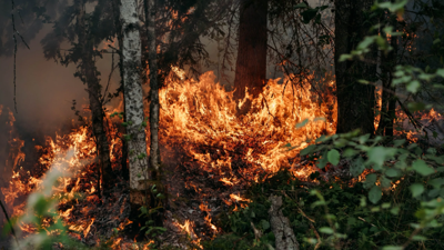 Ormanları koruma bahanesiyle Orman Bakanlığı'ndan fırsat fırsattır talimatı: Bakın ne yapılacak