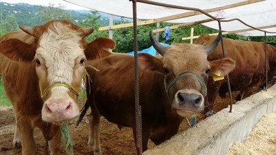 Diyetisyenden kurban eti açıklaması