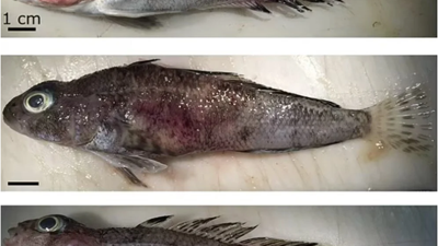 Balıklar kanser oldu: Yayılma ve bulaşmada etkili olabilir