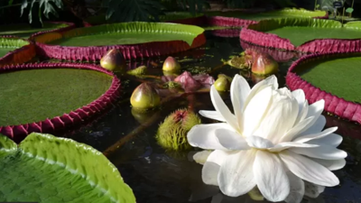 Dev nilüfer çeşidi keşfedildi: Yaprakları bile 3 metre