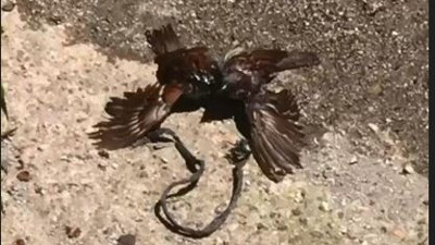 Çatıdan düşen serçenin yardımına serçe koştu