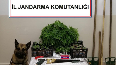 Bolu’da 350 kök kenevir ele geçirildi: 2 gözaltı