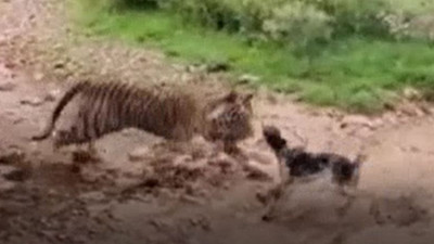 Uyuyan kaplana kafa tutan köpek bedelini ağır ödedi