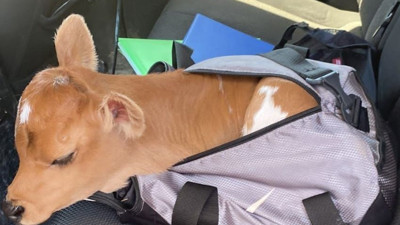 Çantadan buzağı çıktı