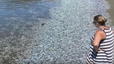 ABD'de gökyüzünden hamsi yağıyor. Şaka değil gerçek