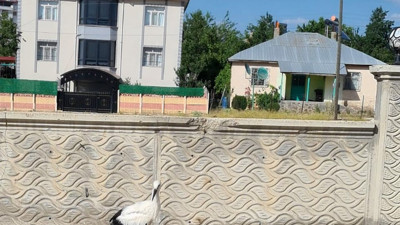 Yaralı olarak bulunan leylek, tedavi altına alındı