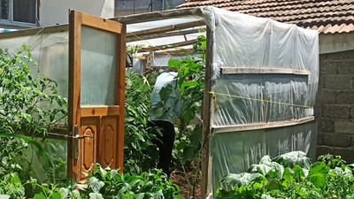 Bahçesinde yasadışı kenevir yetiştiren şahsa gözaltı