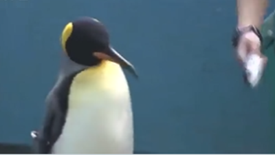 Yiyeceklerine zam geldi akvaryumdaki hayvanlar isyan etti. Enflasyon onları da vurdu