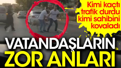 Vatandaşların zor anları. Kurbanlıkların kimi kaçtı kimi ise sahibini kovaladı