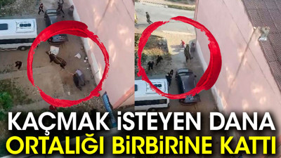 Kaçmak isteyen dana ortalığı birbirine kattı