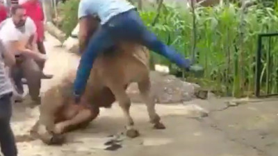 Kurban Bayramı'nda düşük bütçeli rodeo şov. Hayat kısa acemi kasaplar uçuyor