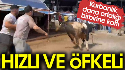 Kurbanlık dana ortalığı birbirine kattı