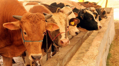 Et ve Süt Kurumu'ndan flaş karar elde kalan kurbanlıkları satın alacak