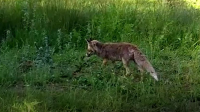 Kırıkkale'de yaban hayatı fotokapanla görüntülendi. Vaşak,kurt, domuz kameralara yakalandı