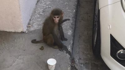 İzmir'de sokakta dolaşan bir maymun bulundu