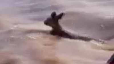 Kangurunun yaşam mücadelesi