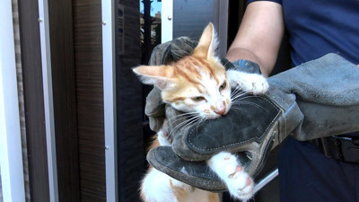 Kombiye sıkışan kedinin yardımına itfaiye yetişti