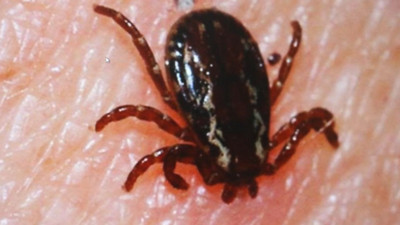 Kırım Kongo Kanamalı Ateşi bir can aldı