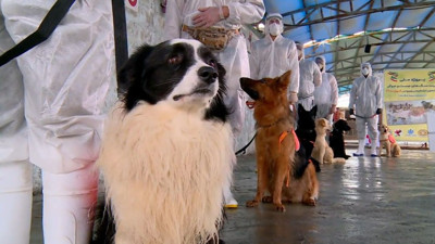 Evcil hayvan sahibi olmak 'hapse girme nedeni olabilir'