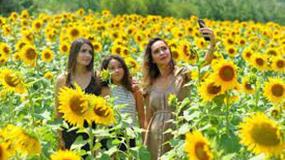 Tarım yazarı Ali Ekber Yıldırım duyurdu. Ayçiçeği ve mısırda tırtıl alarmı