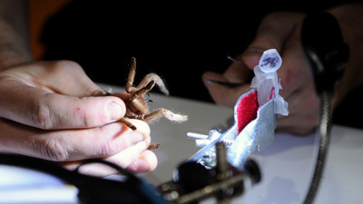 Örümcek zehrinden kalp ilacı geliştirdiler