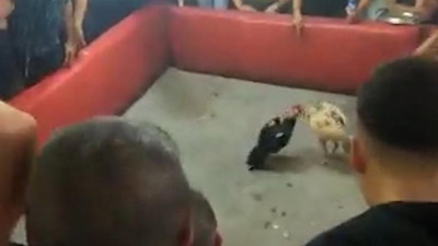 Derneğe horoz dövüşü baskını: 150 kişi yakalandı