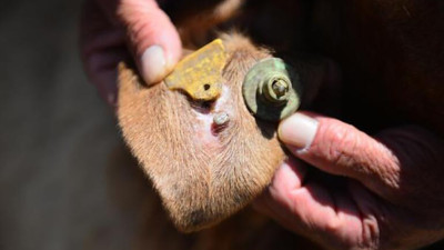 'Kanayan iki diş izi' görünüme dikkat! Prof. Dr. Sebe 'Japon yapıştırıcısıyla çıkarmaya çalışanlar var' diyerek uyardı…