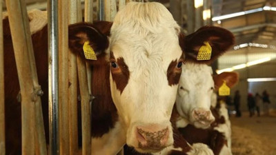 AB ülkesinde şarbon paniği (17 Temmuz 2022)