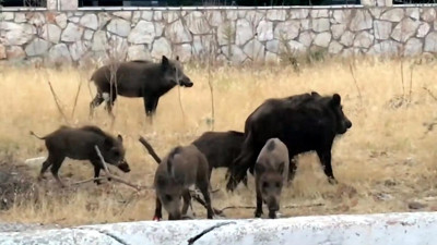 Aç kalan domuzlar site bahçelerinde yiyecek aradı