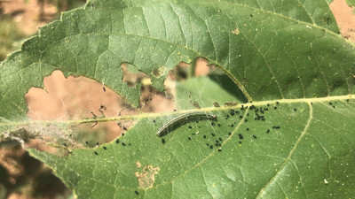 Trakya'da tırtıl kabusu. Marmara'ya doğru ilerliyor