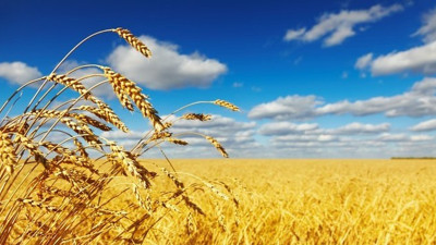 Kimler gizlice milyonlarca ton buğdayı stokluyor | Korkunç buğday iddiası