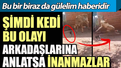 Kedi bu olayı arkadaşlarına anlatsa inanmazlar. Bu bir biraz da gülelim haberidir