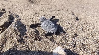 Caretta caretta yavruları mavi sularla buluşmaya başladı