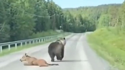 Eşeğin büyük şansı | Ayı eşeği tam yiyordu, bir anda kaçmaya başladı