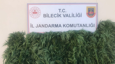 Bilecik'te 116 kök kenevir bitkisi ele geçirildi