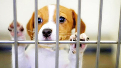 Petshop'lar kasaplar odasına bağlandı!