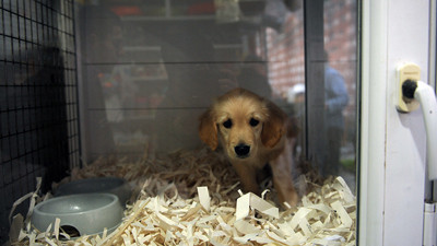 Petshoplar, Kasaplar Odası'na bağlandı