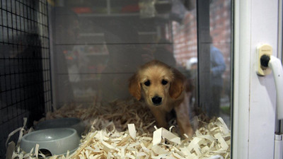 Petshop'ların kasaplar odasına bağlanmıştı. Yeni açıklama geldi. Kasaplarda kedi köpek mi satılacak