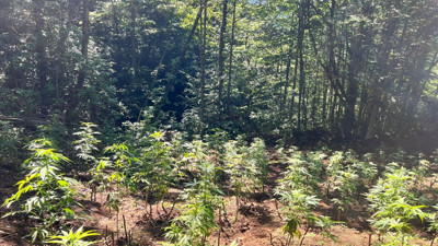 Ormanlık alanda 566 kök kenevir yetiştiren 2 kişi yakalandı