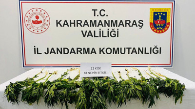 Kahramanmaraş'ta 22 kök Hint keneviri bitkisi ele geçirildi (24 Temmuz 2022)