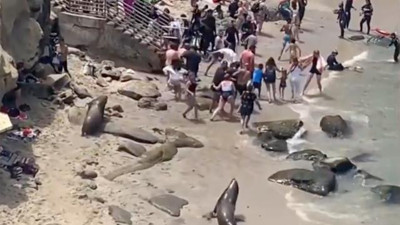 Plaja çıkan deniz aslanları turistleri kovaladı. Turistlerin ödü koptu